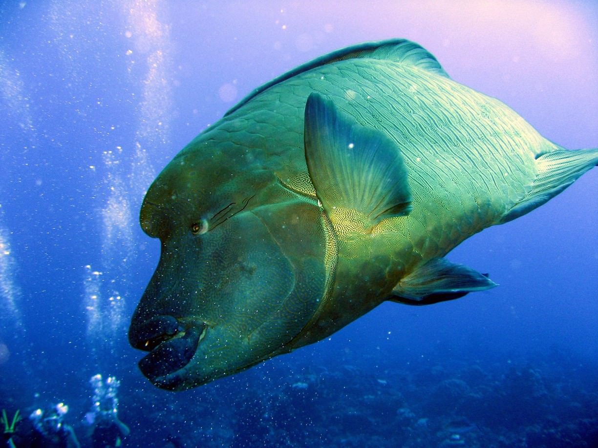 Large fish found scuba diving in Bora Bora