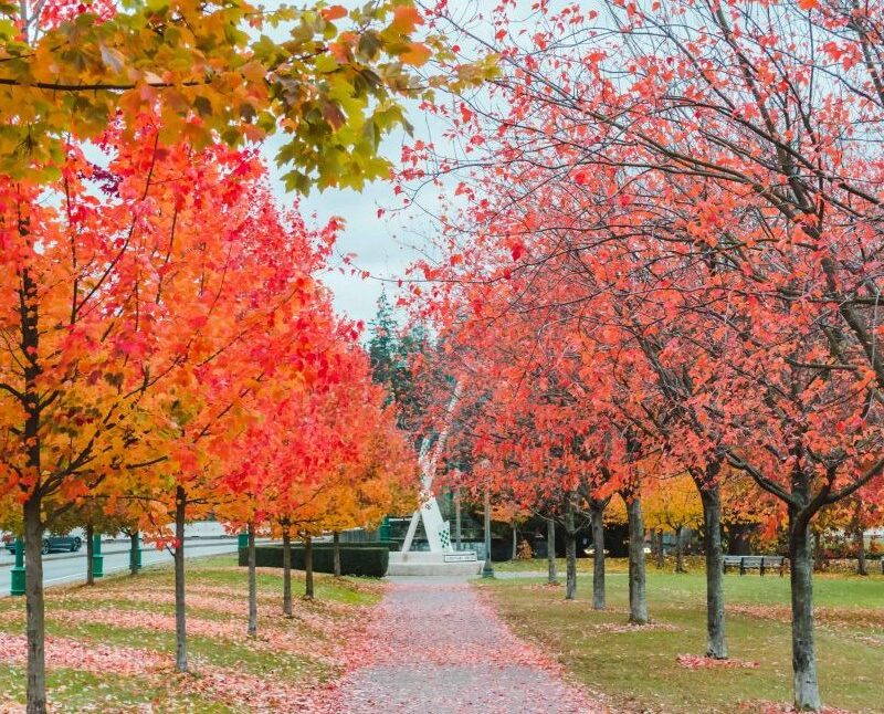 The Fall Bucket List