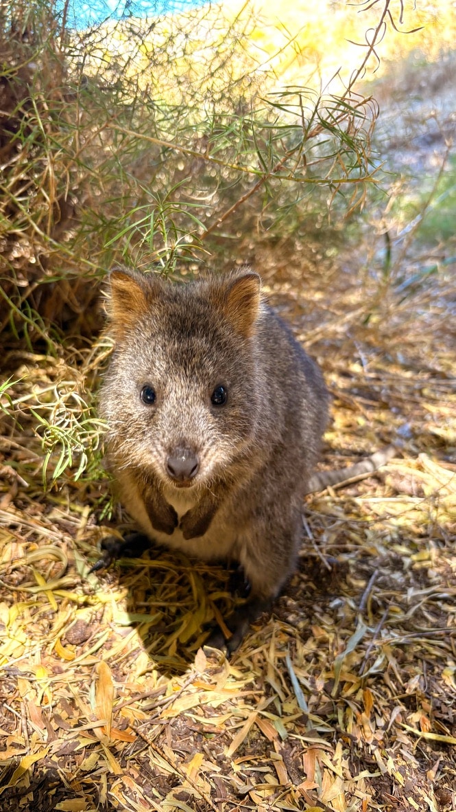 Polygons Rottnest The Ultimate Rottnest Island Day Trip Guide for Solo Travellers